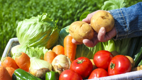 В России выросло производство овощей «борщевого набора»